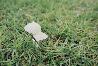 Two small, white mushrooms with delicate, translucent caps are growing amidst green grass.