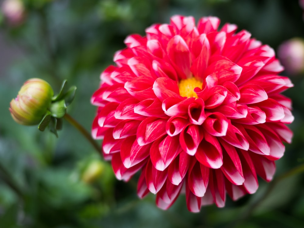 a close up of a red and white flower