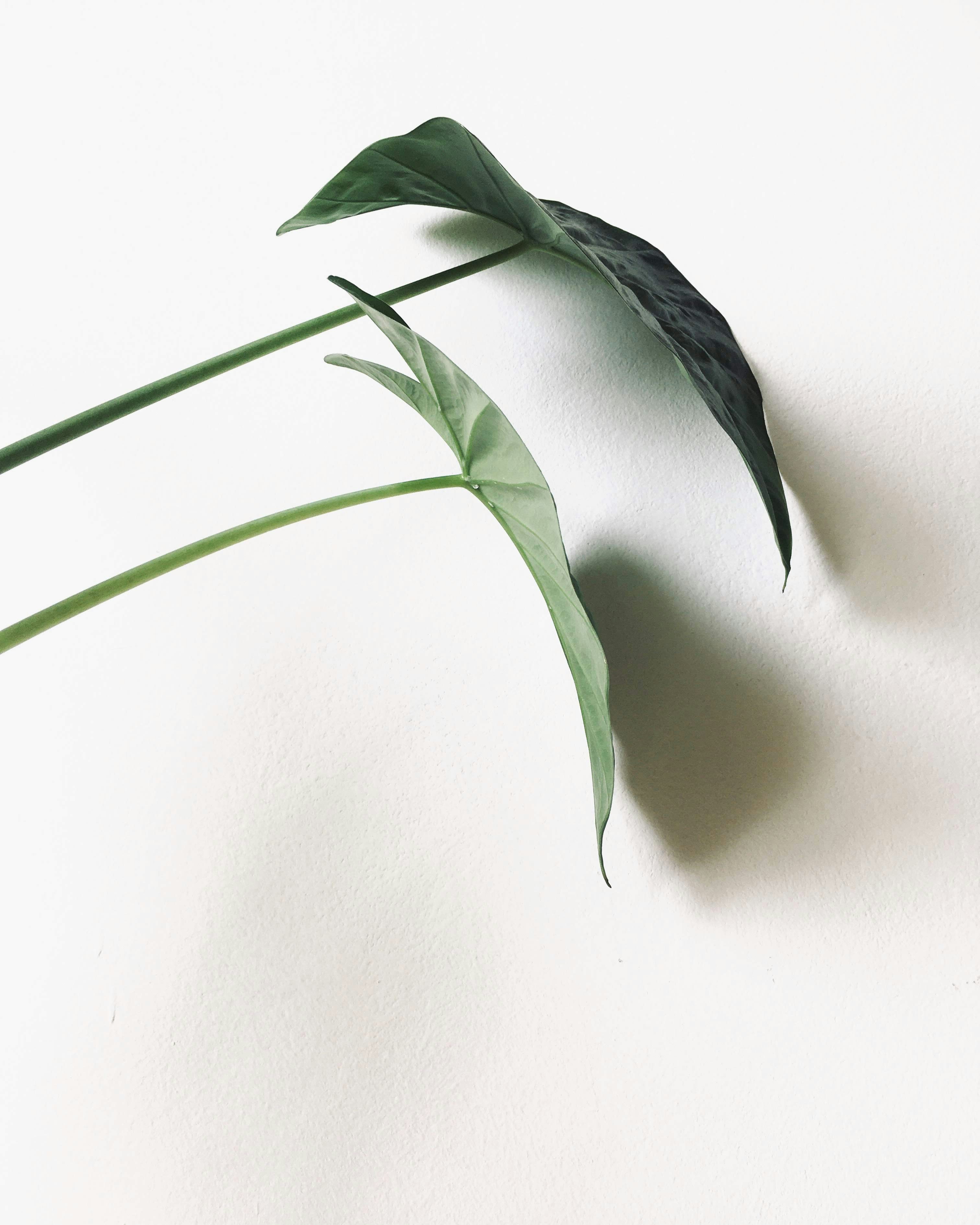 Photo by corina_scurtu