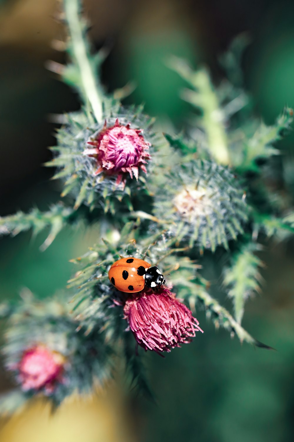 red ladybug perched on purple flower in close up photography during daytime