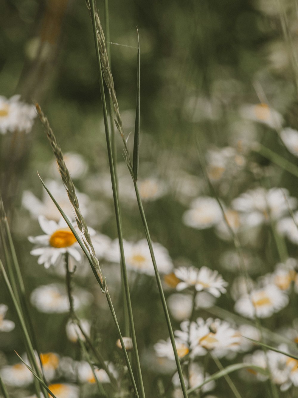 a field full of white and yellow flowers