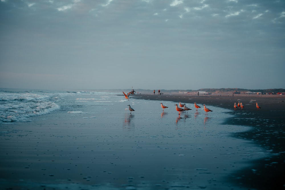 people on beach during daytime