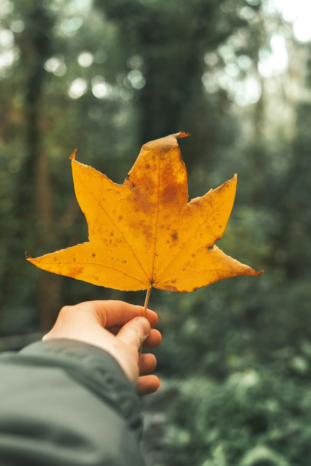 person holding brown maple leaf