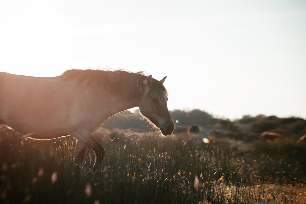 cavalo branco no campo verde da grama durante o dia