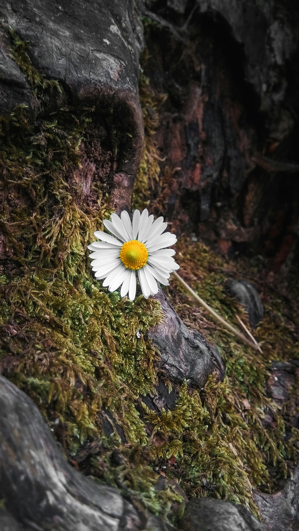 white daisy on green grass