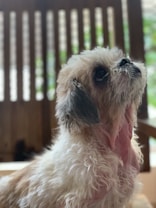 A shaggy dog with fluffy fur looks upward, with a wooden lattice background. The dog has a mix of white and brown fur and appears to be relaxed and gentle.