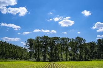 Farmers planting crops together in a lush green field under a clear blue sky.