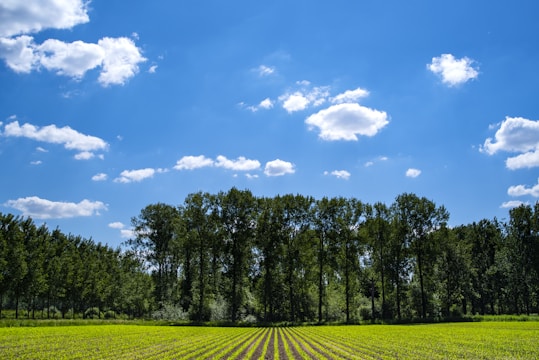 Farmers planting crops together in a lush green field under a clear blue sky.