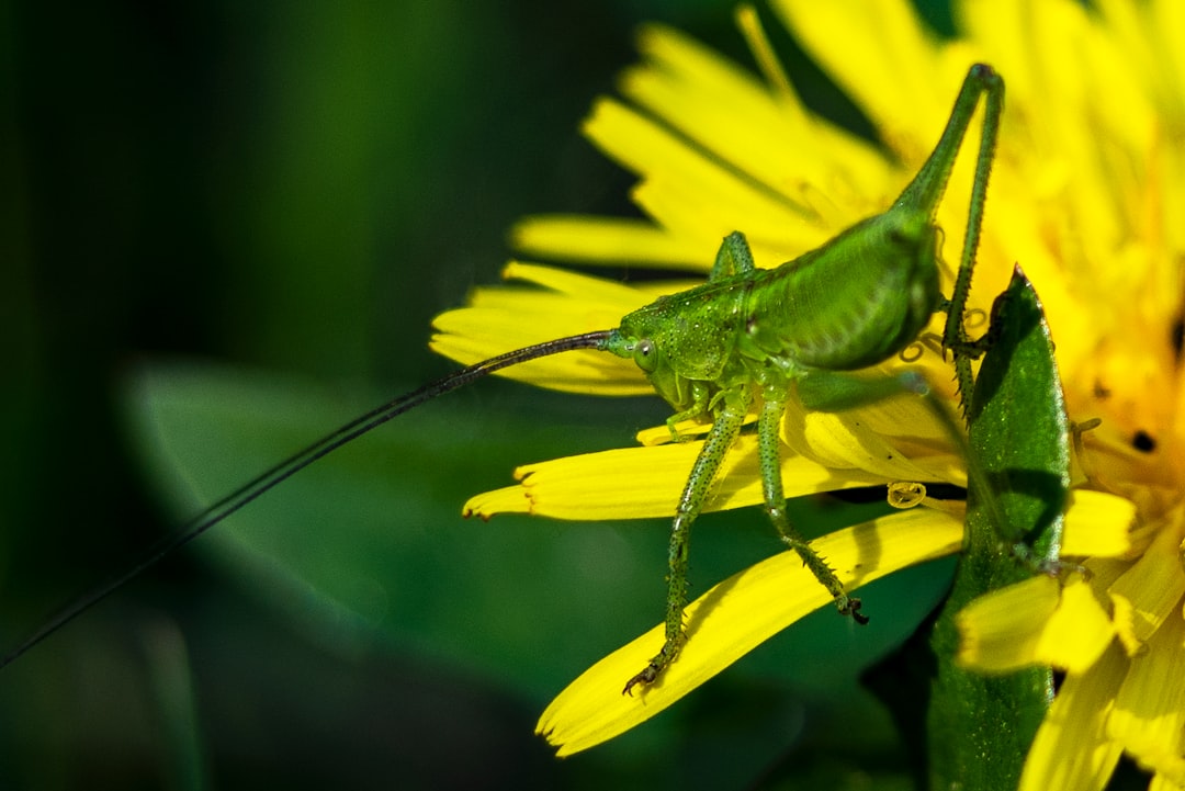 green grasshopper perched on yellow flower in close up photography during daytime