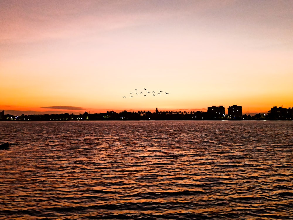 silhouette of birds flying over the sea during sunset