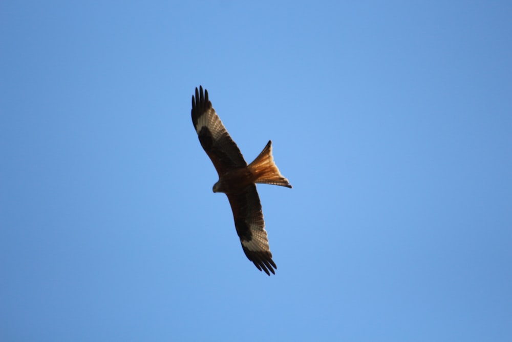 brown and black bird flying