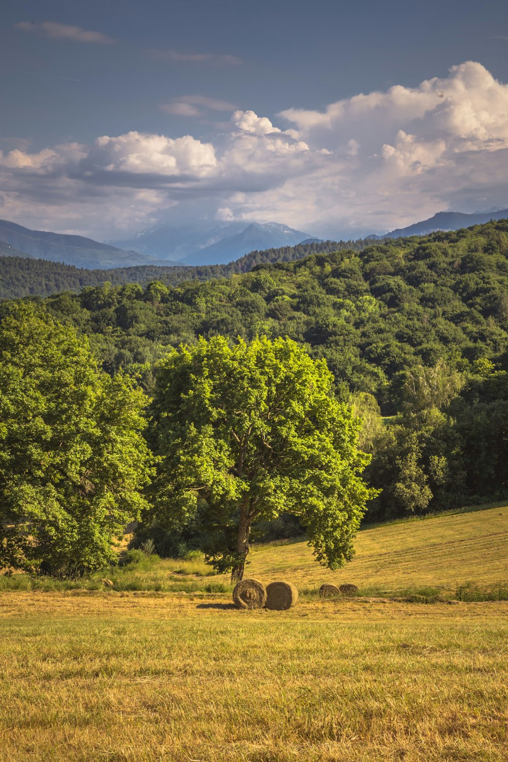 green trees on green grass field during daytime