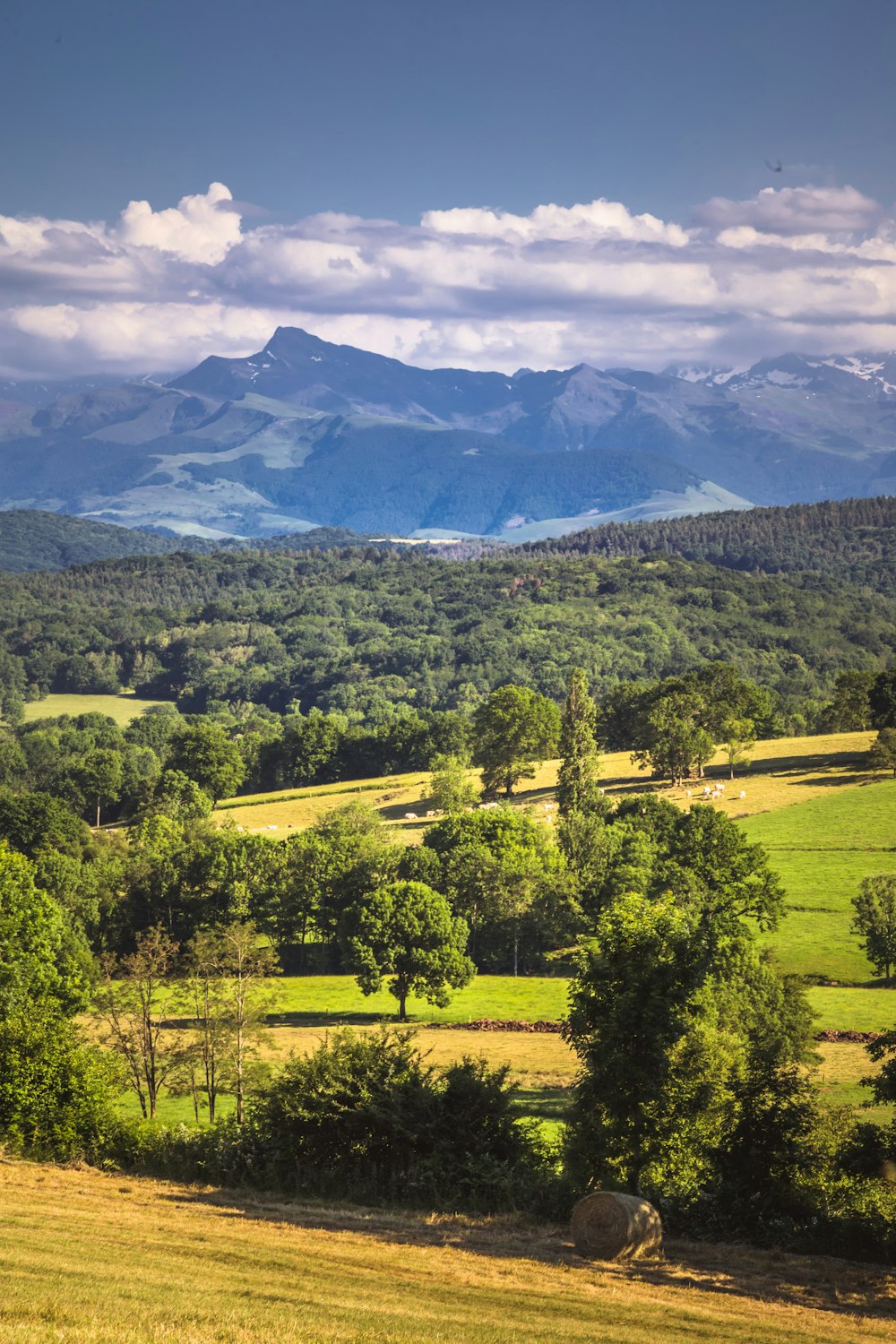 green trees and mountains during daytime