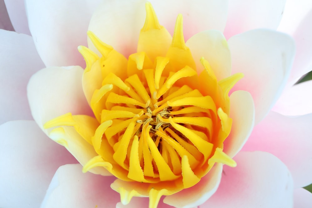 yellow and pink flower in white background