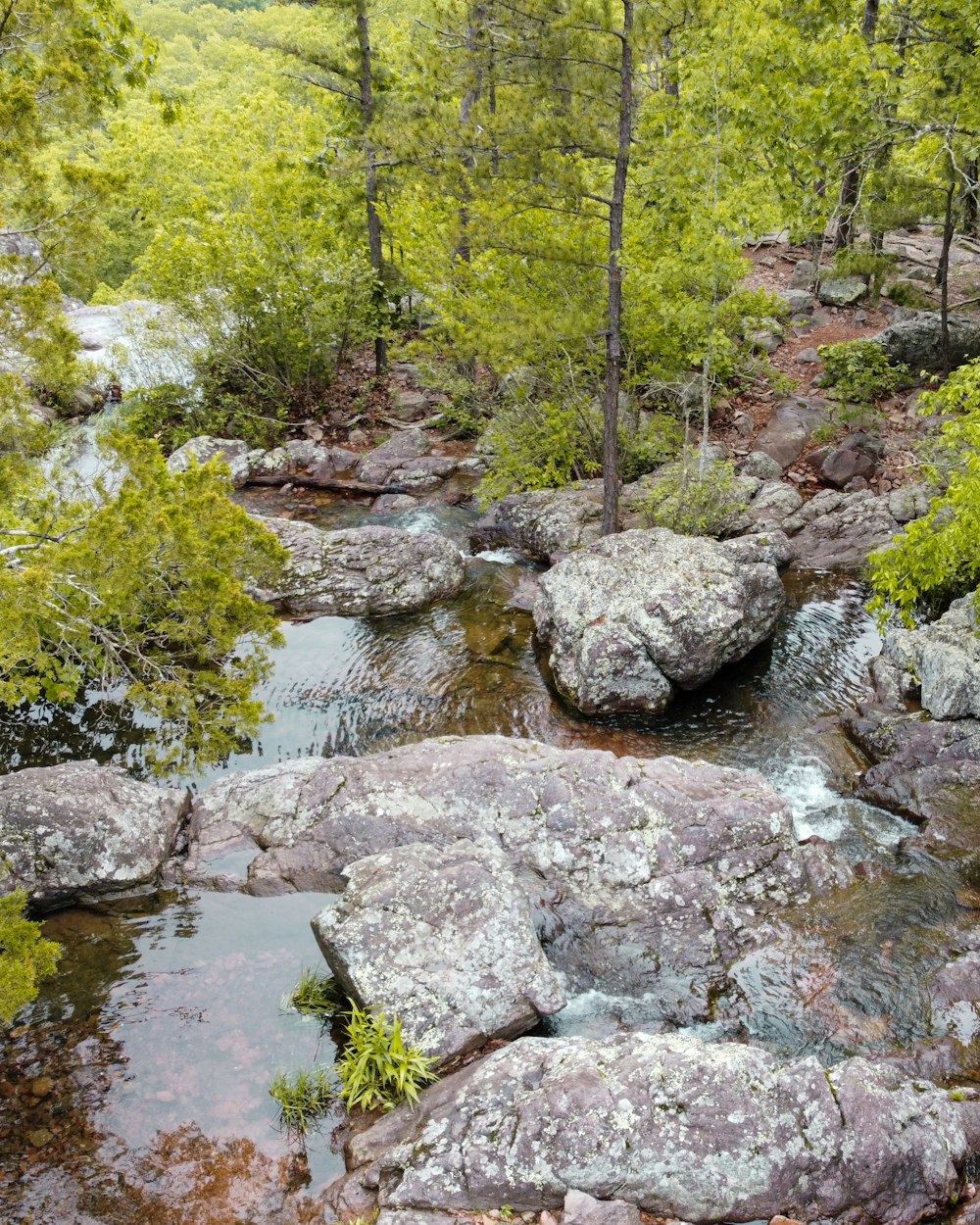 green trees beside river during daytime