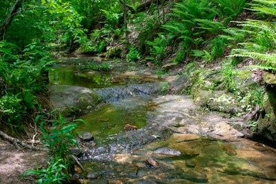 green moss on river during daytime
