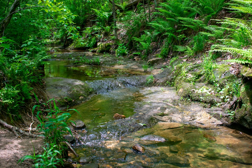 green moss on river during daytime