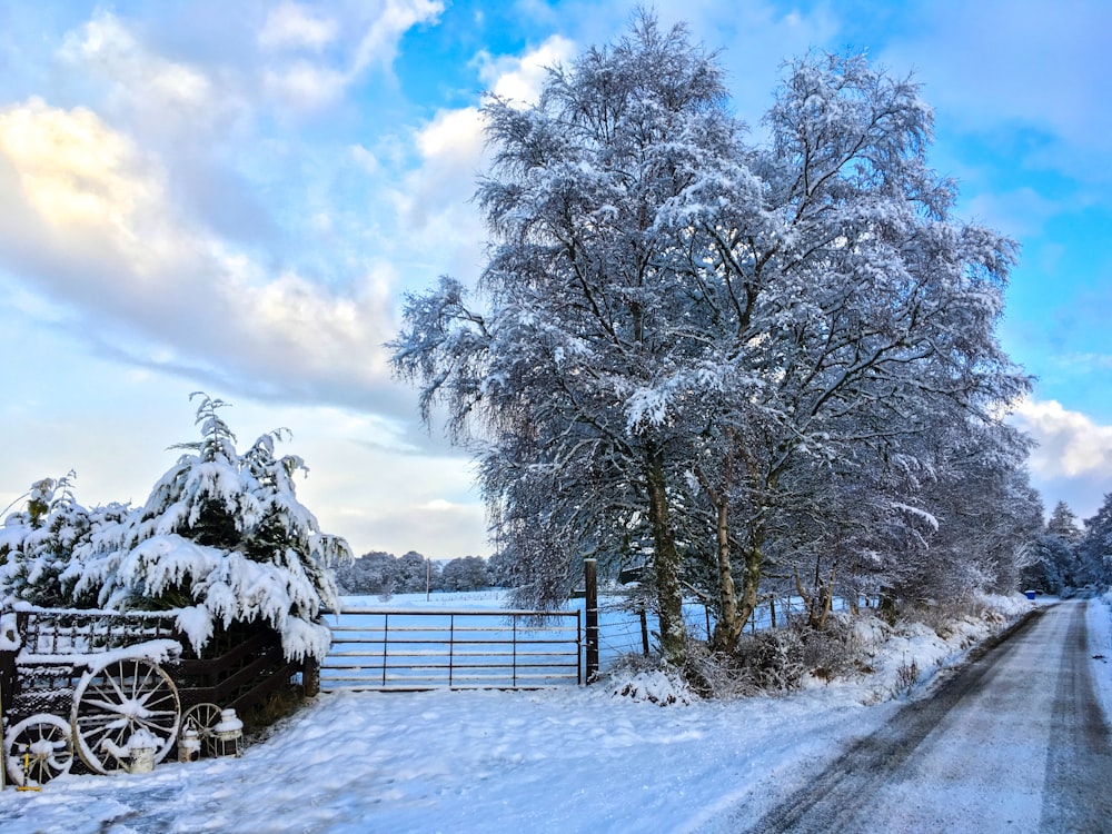 snow covered trees under blue sky during daytime