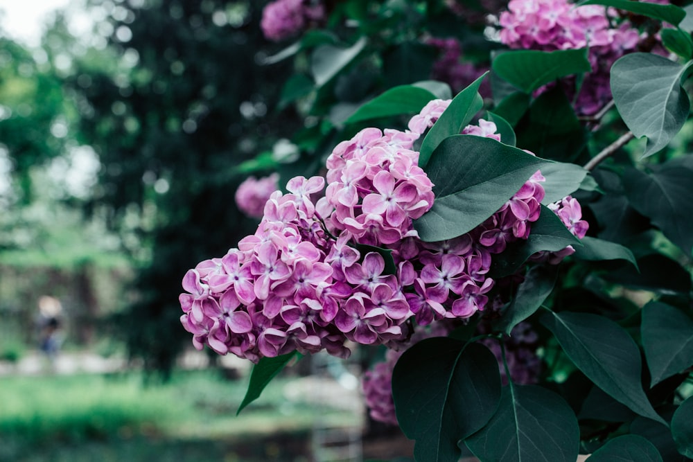 purple flower in tilt shift lens