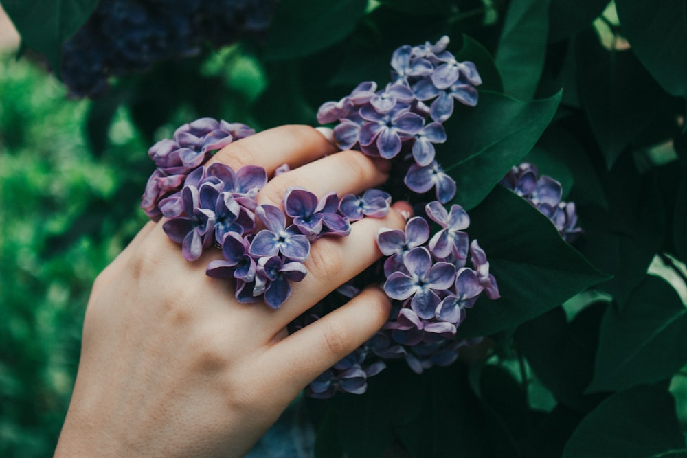 purple and white flower on persons hand