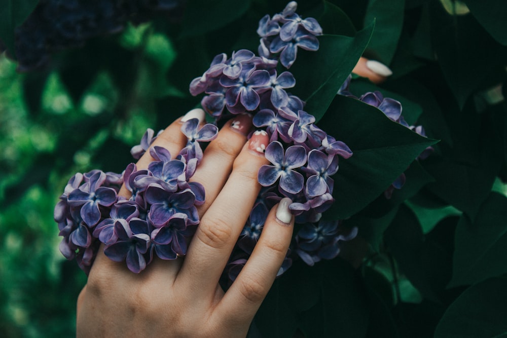 person holding purple flower buds