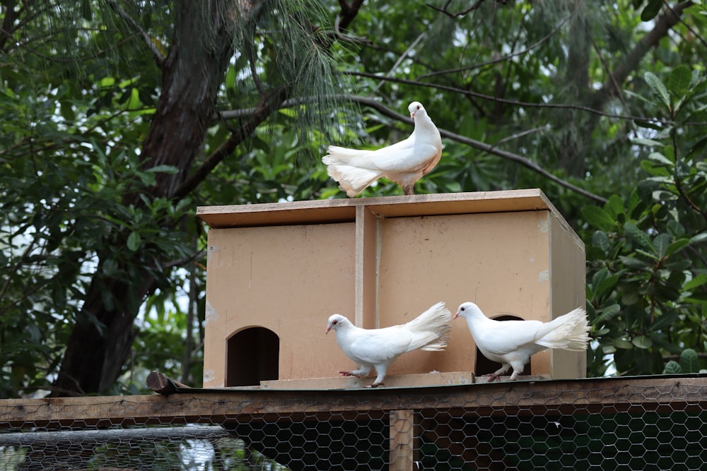 white bird on brown wooden cage