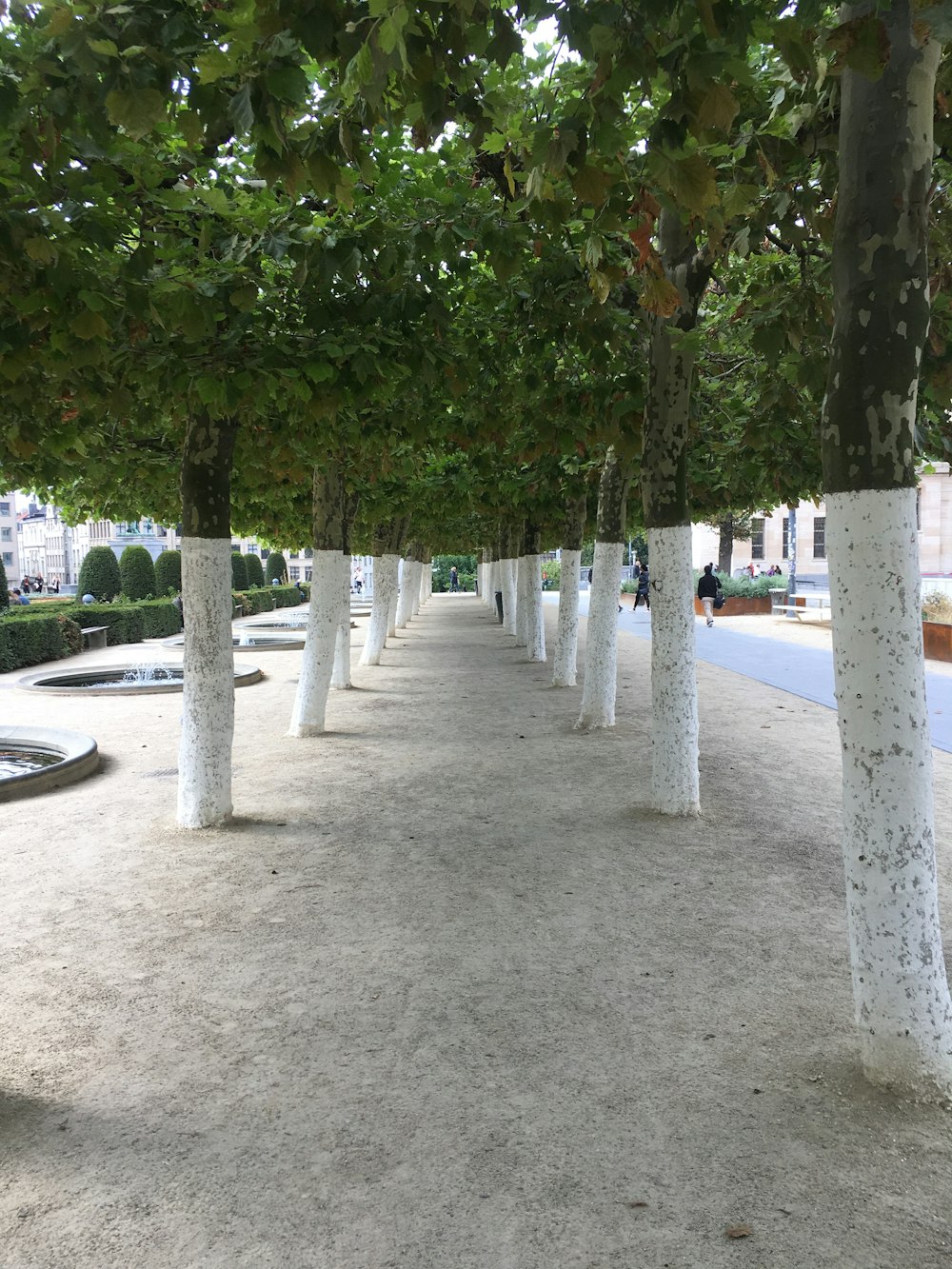 árboles verdes en suelo de concreto gris durante el día