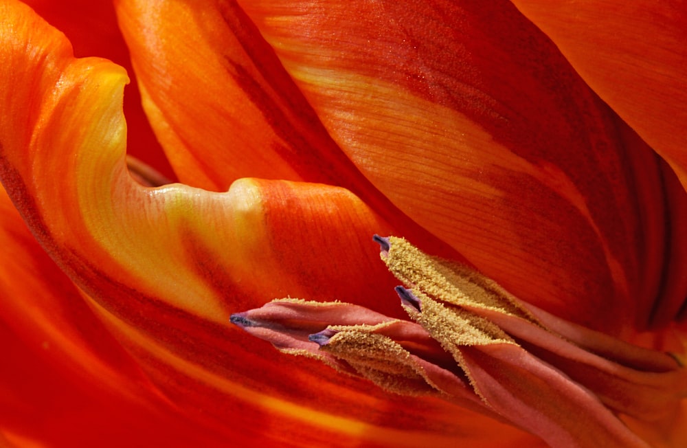 orange flower in macro shot