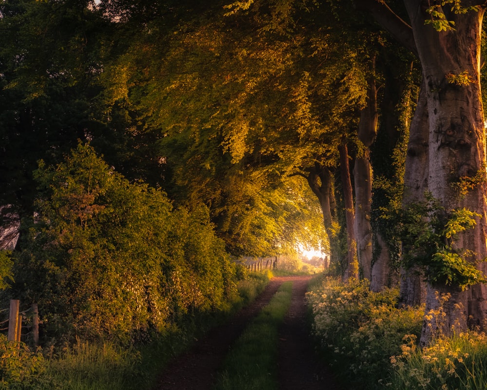 green trees beside road during daytime