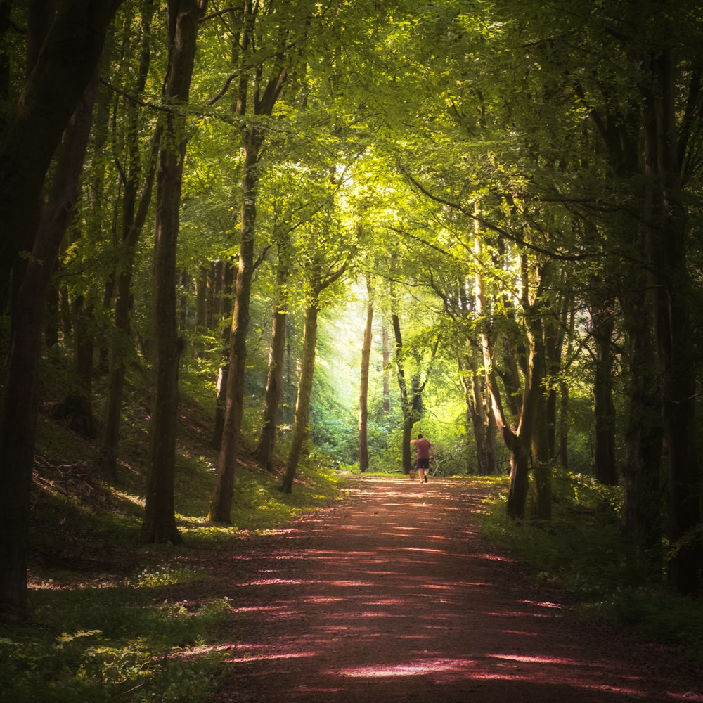 Sentier entre les arbres pendant la journée