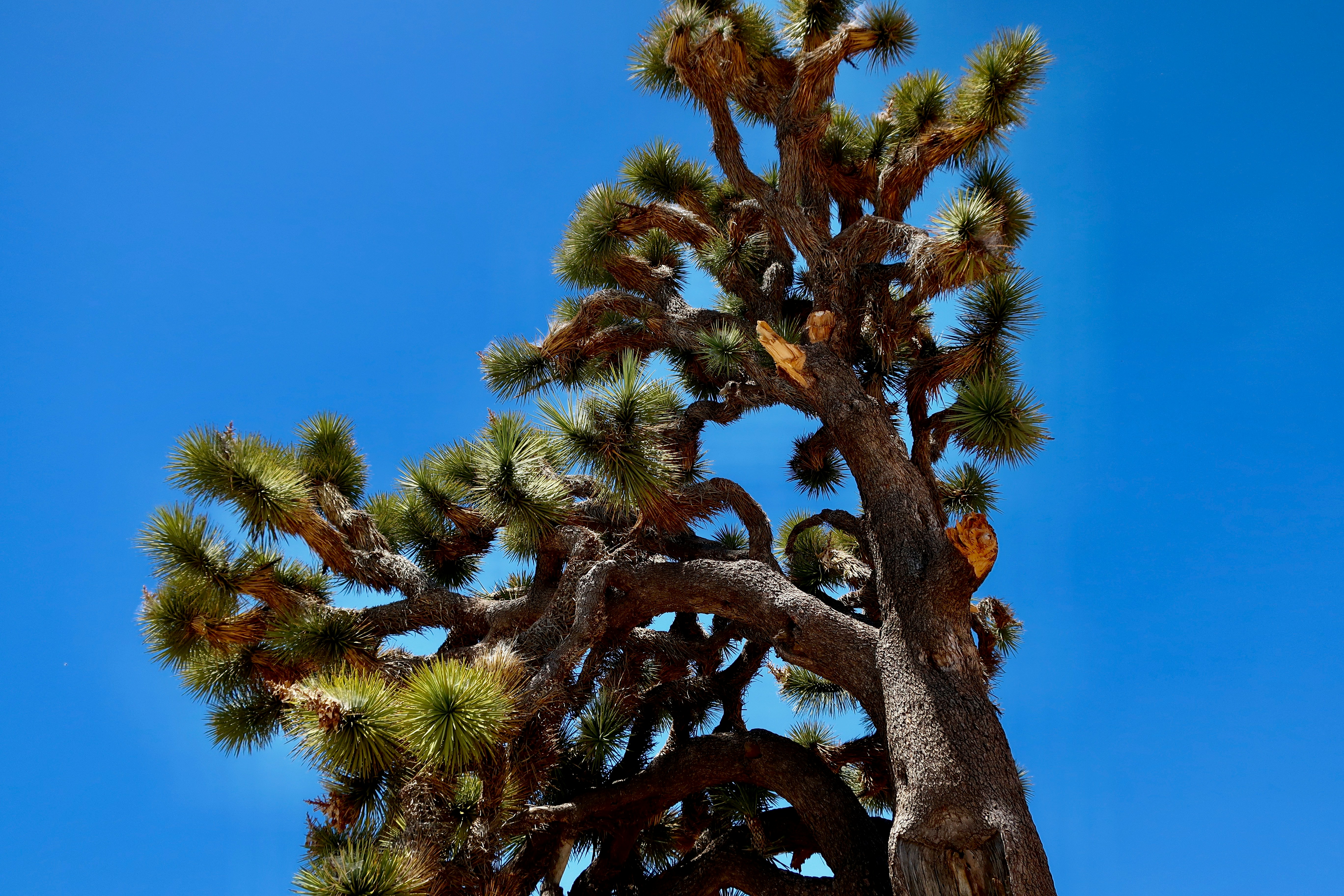 Photo by palmspringsdon