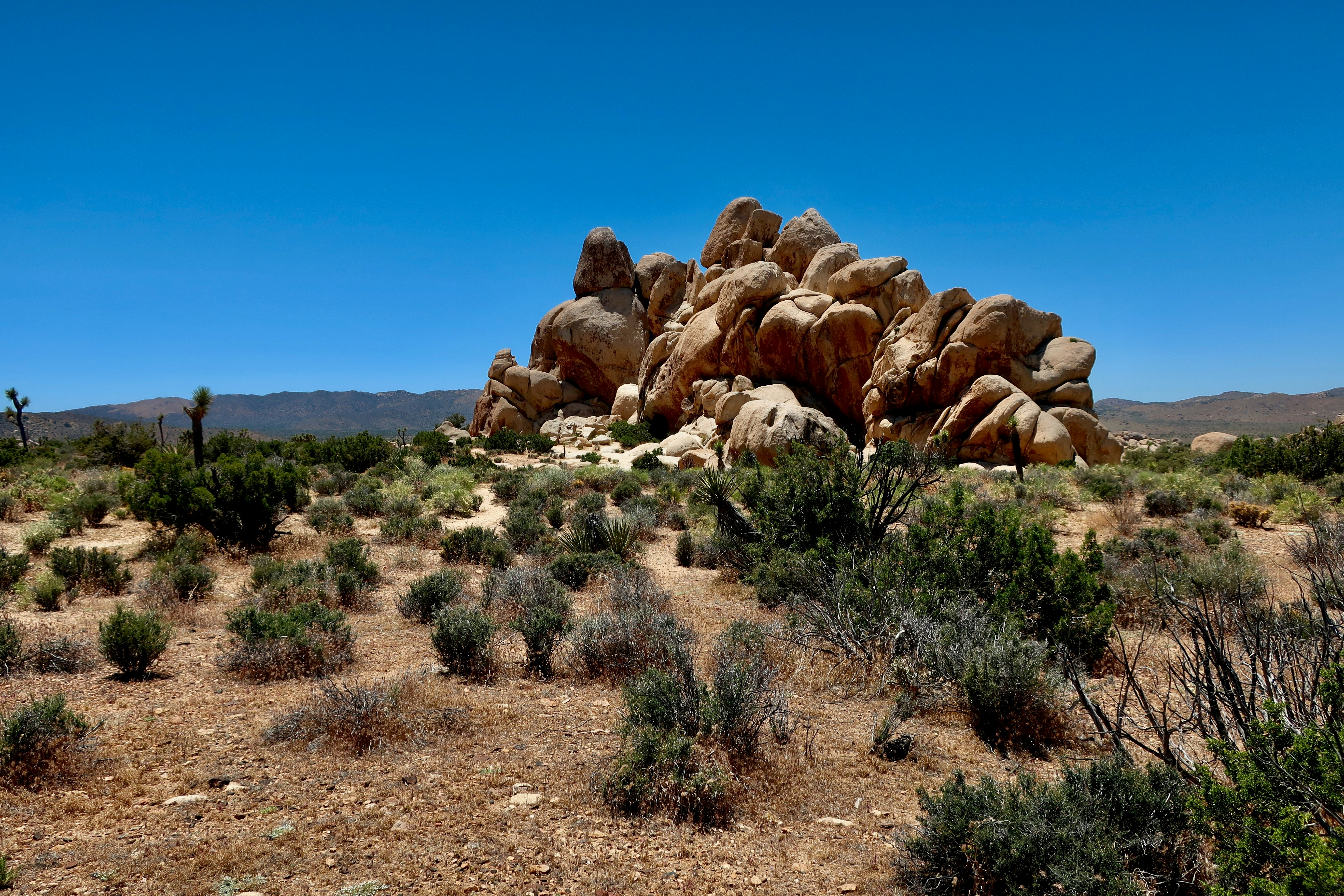 Photo by palmspringsdon