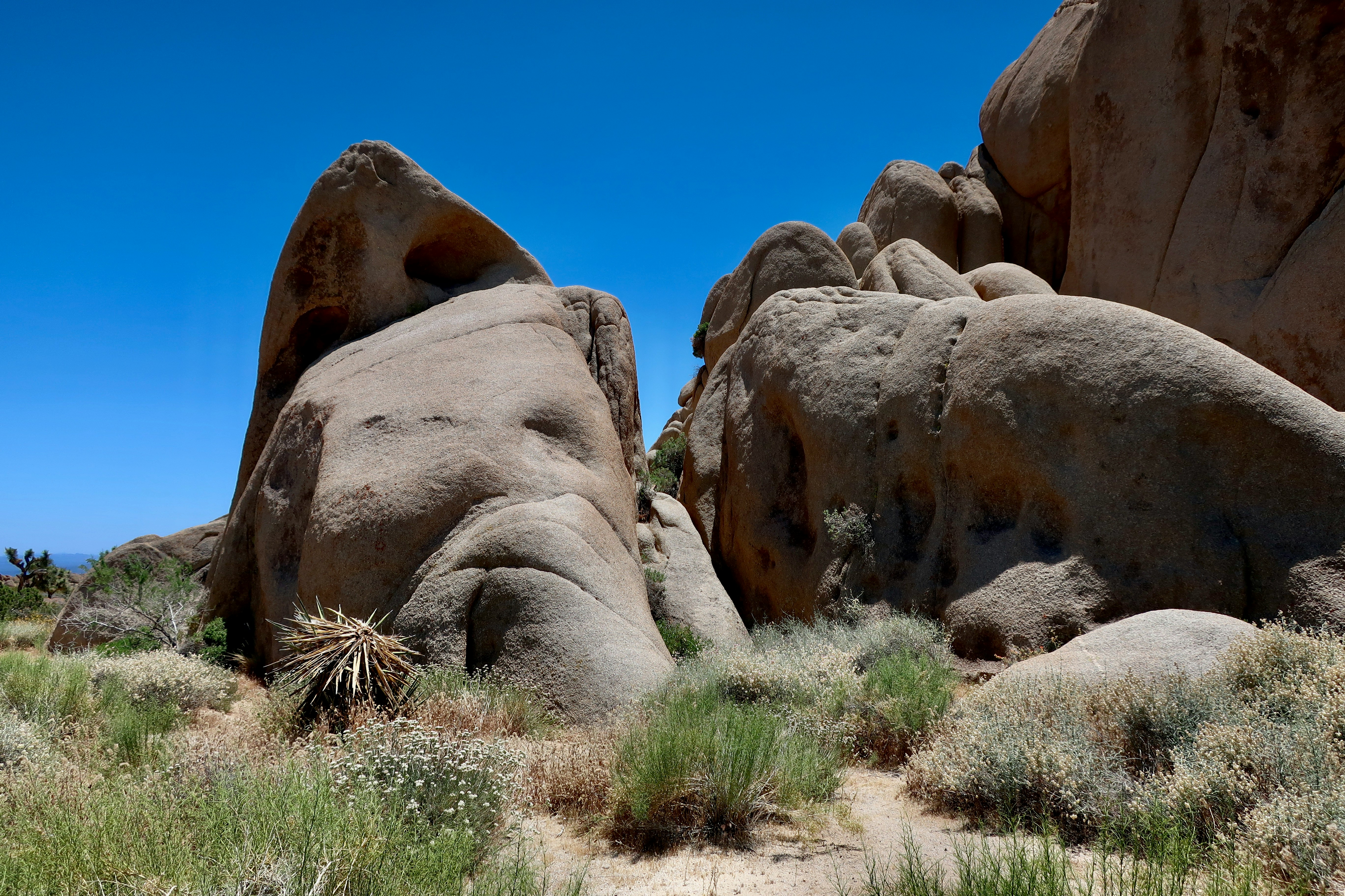 Photo by palmspringsdon