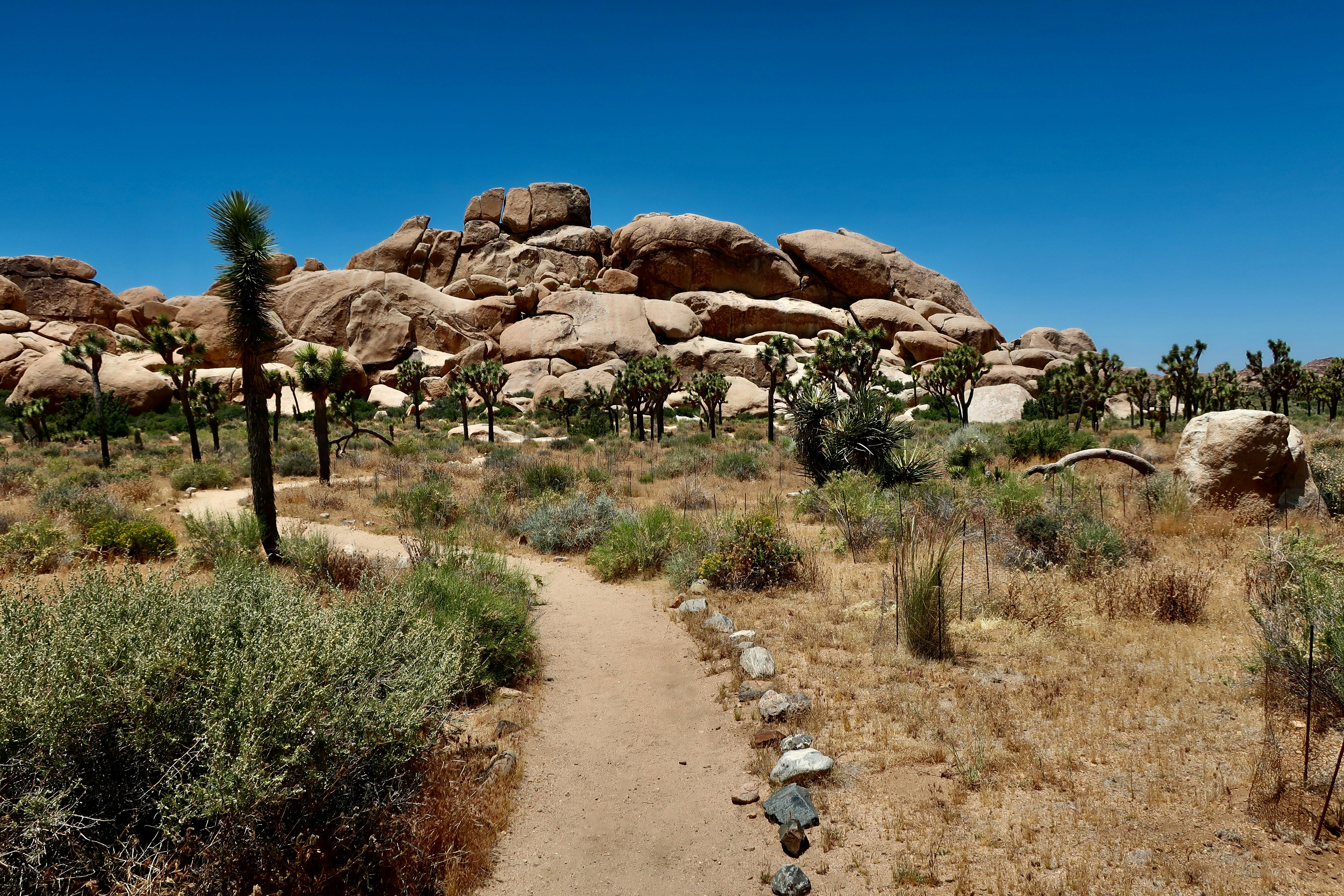 Photo by palmspringsdon