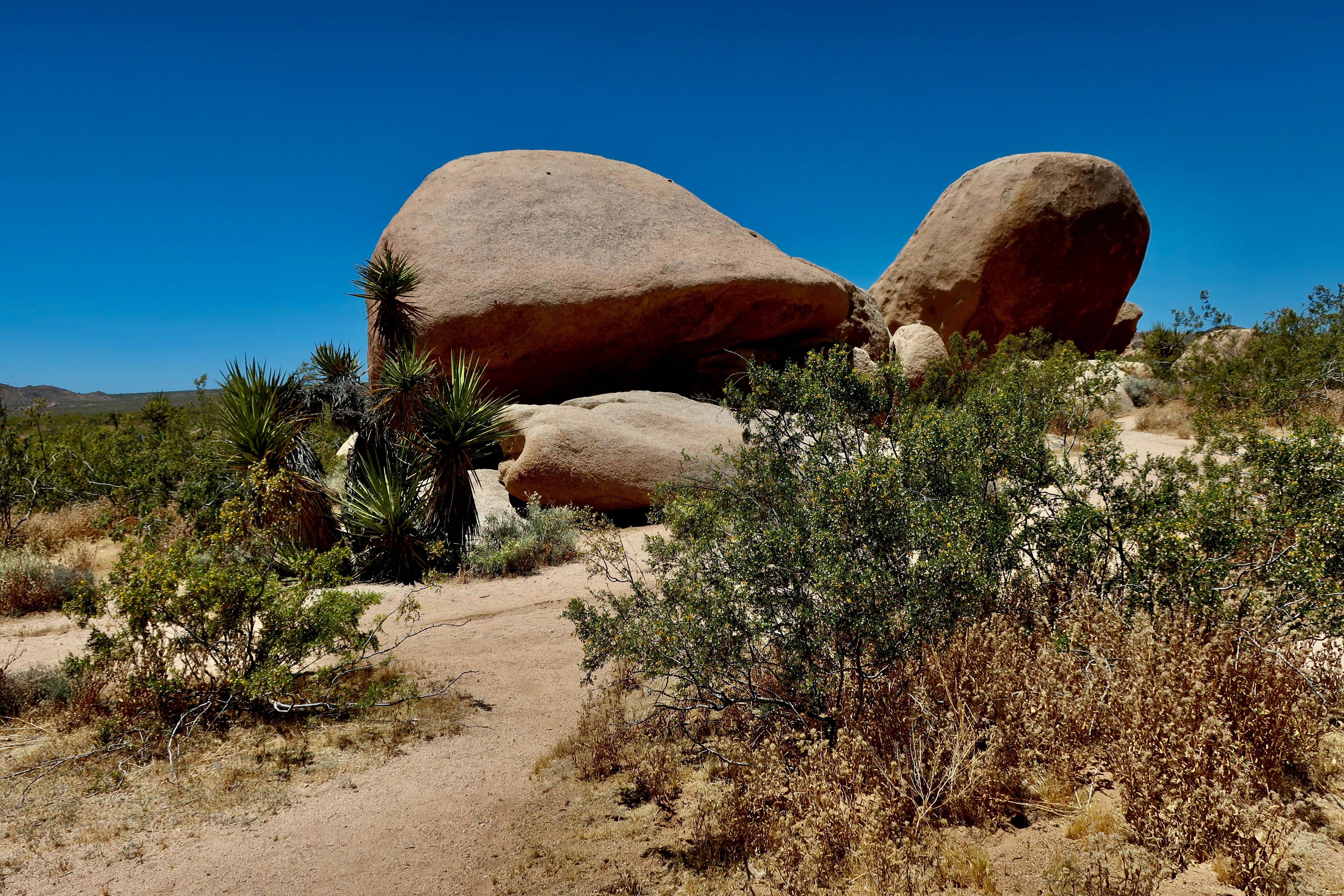 Photo by palmspringsdon