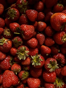 Close-up of ripe hydroponic strawberries glistening with morning dew in Suesca fields.