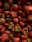 Close-up of ripe strawberries freshly picked from Huelva fields.