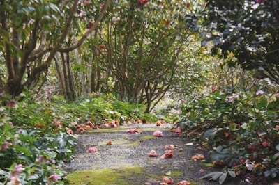 A serene garden path lined with wildflowers and soft moss.