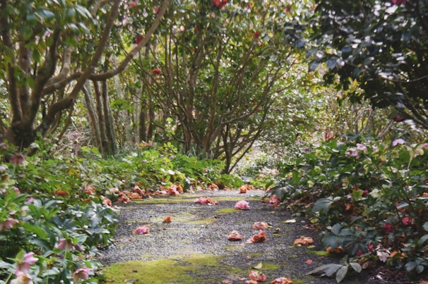 A peaceful garden path lined with moss and delicate wildflowers, inviting mindful steps.