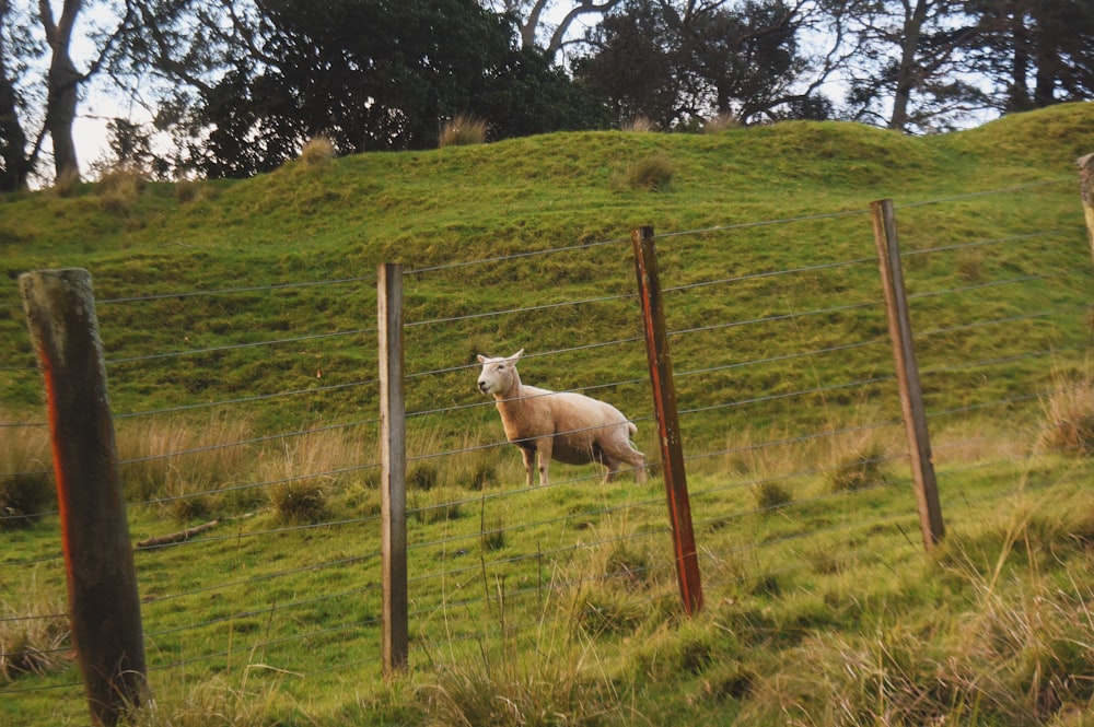 cheval blanc sur le champ d’herbe verte pendant la journée