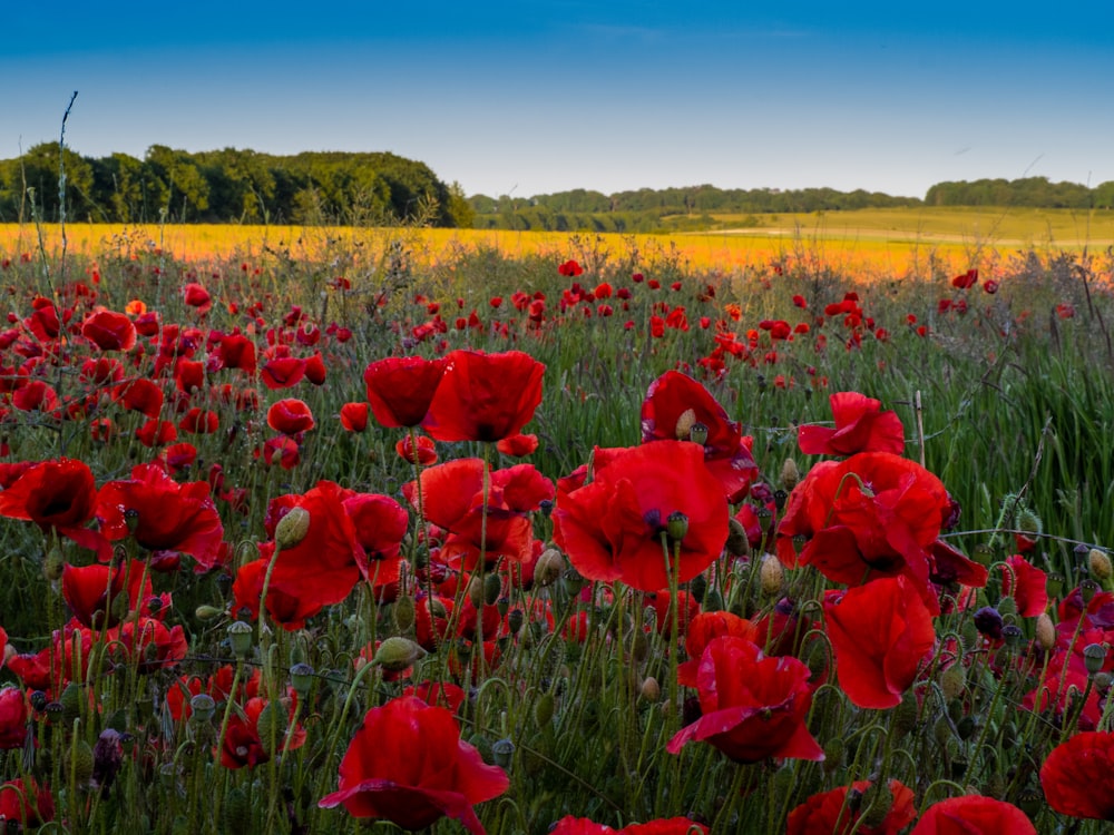 a field full of red flowers with trees in the background