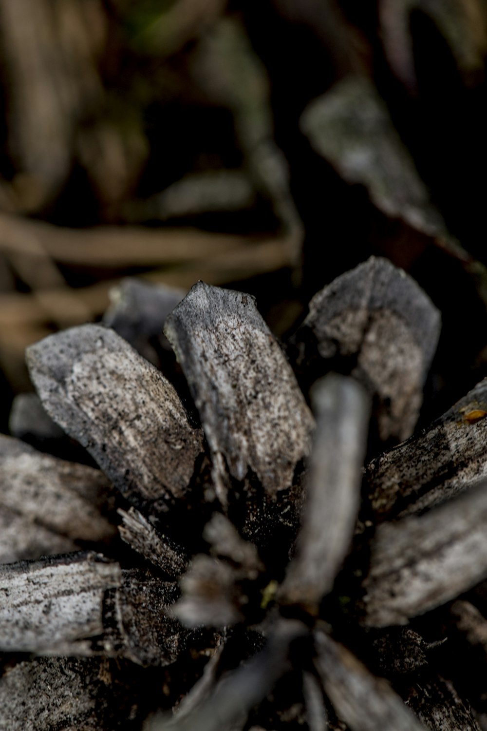 gray and brown wood logs