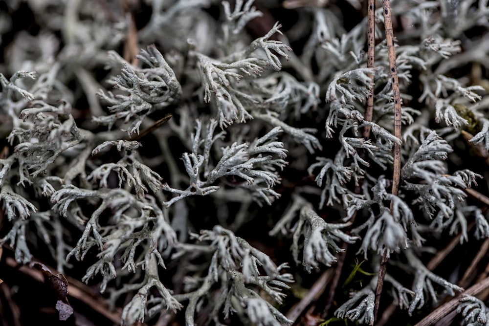 white and brown plant during daytime