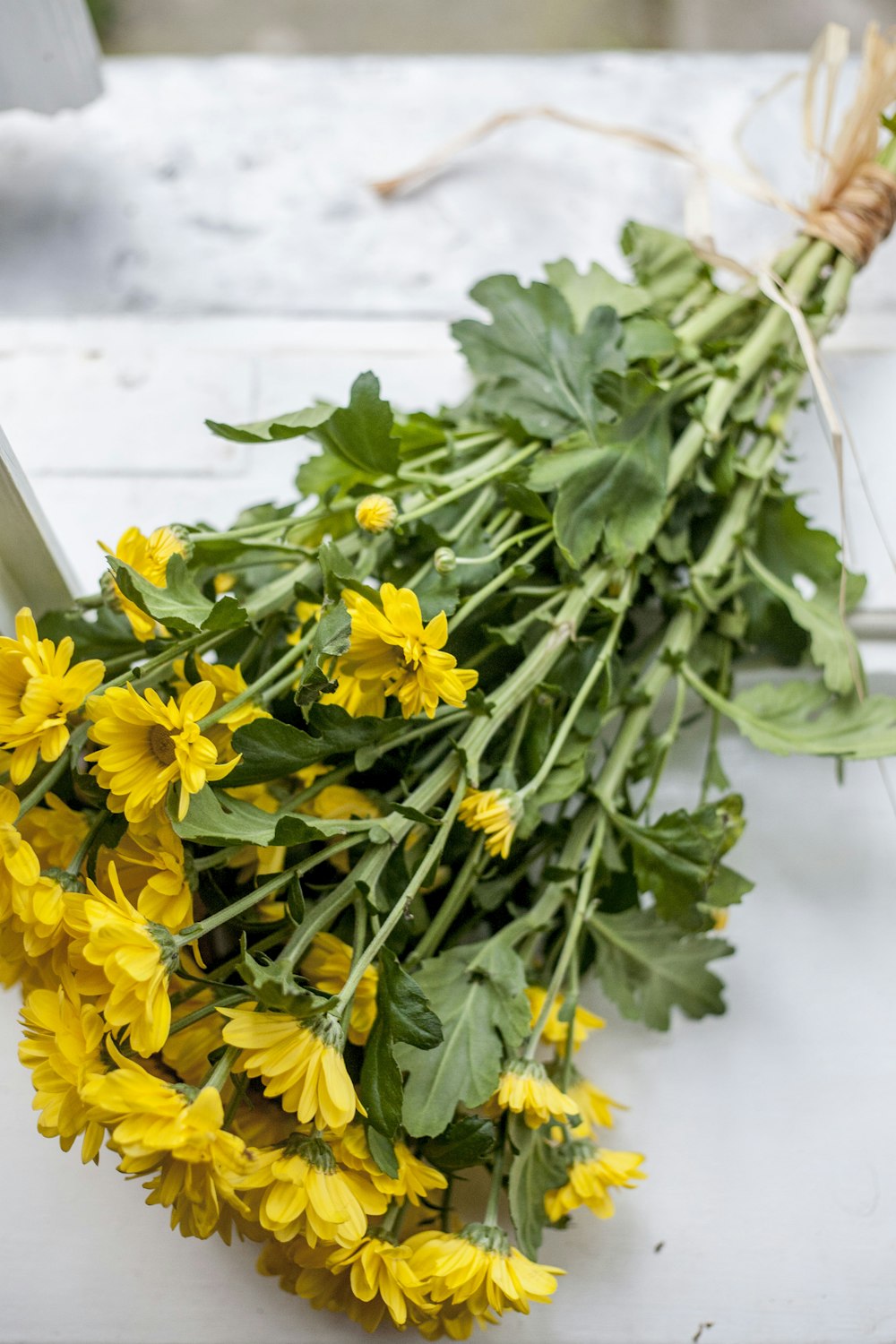 yellow flowers with green leaves