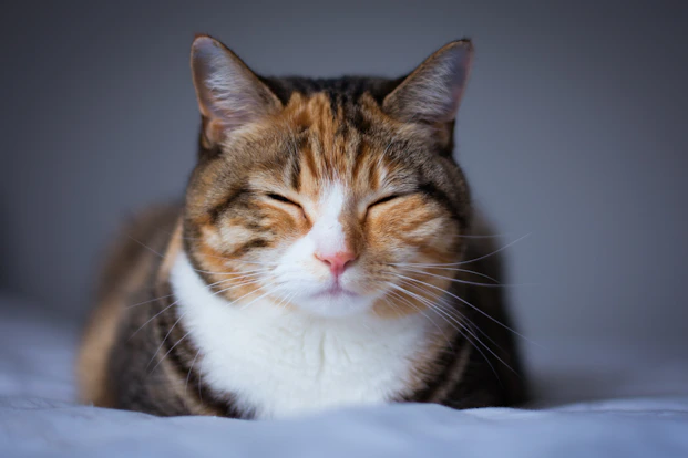 Calico cat slowly blinking with relaxed, half-closed eyes