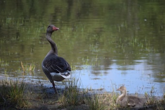 A goose is standing on the edge of a calm pond with tall grass and water reflecting nearby greenery. Next to the goose, a gosling sits on the ground, partially hidden by grass. The scene is tranquil and natural, with soft lighting and serene reflections in the water.