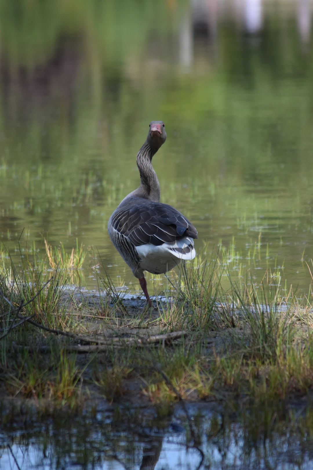 Wildlife photo spot Holmer Sandberge Stade