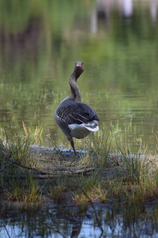 brown duck on green grass near body of water during daytime in Holmer Sandberge Germany