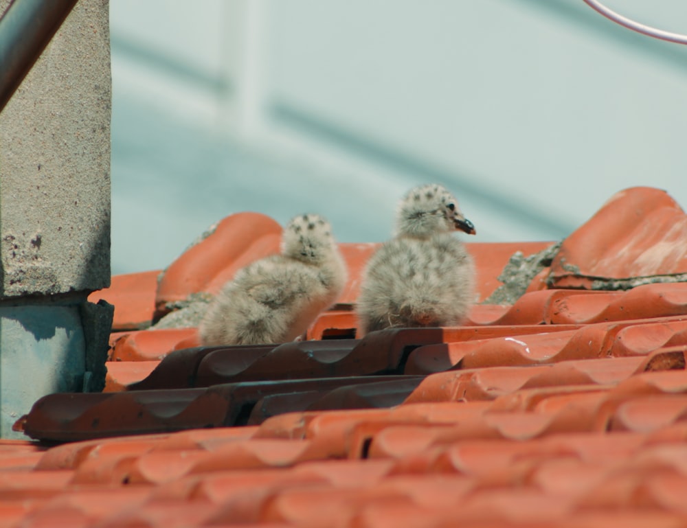 white and gray animal on orange roof