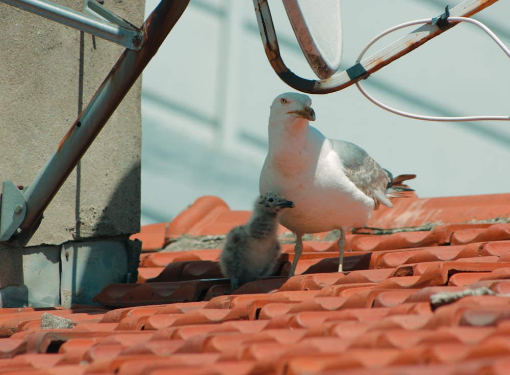 white and gray bird on brown roof